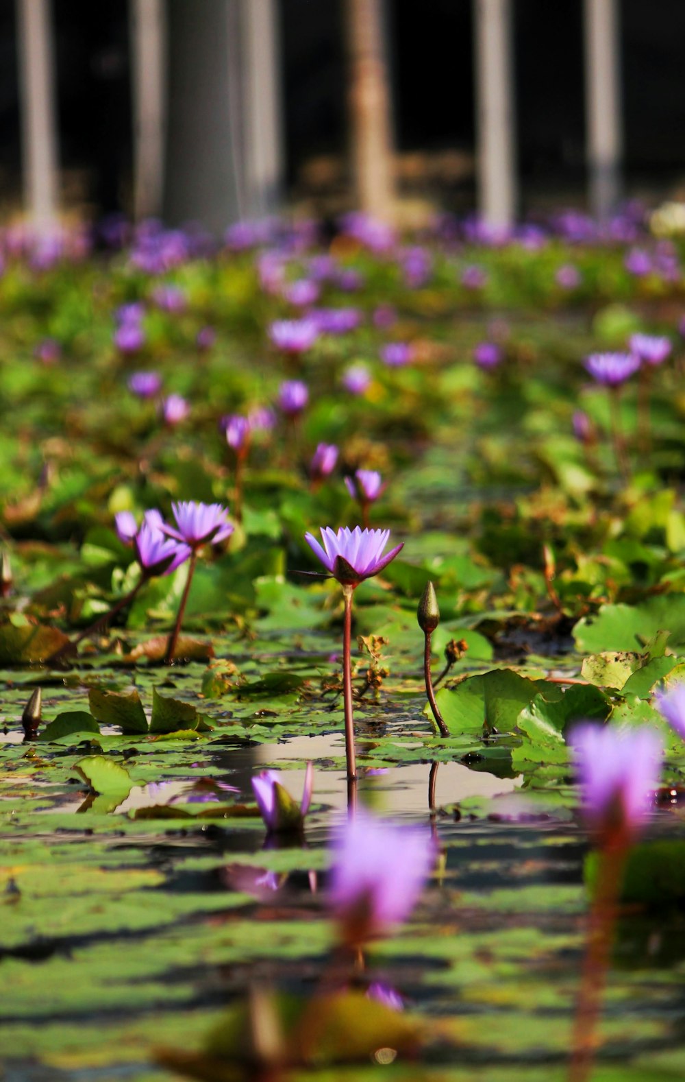 a pond filled with lots of purple water lilies