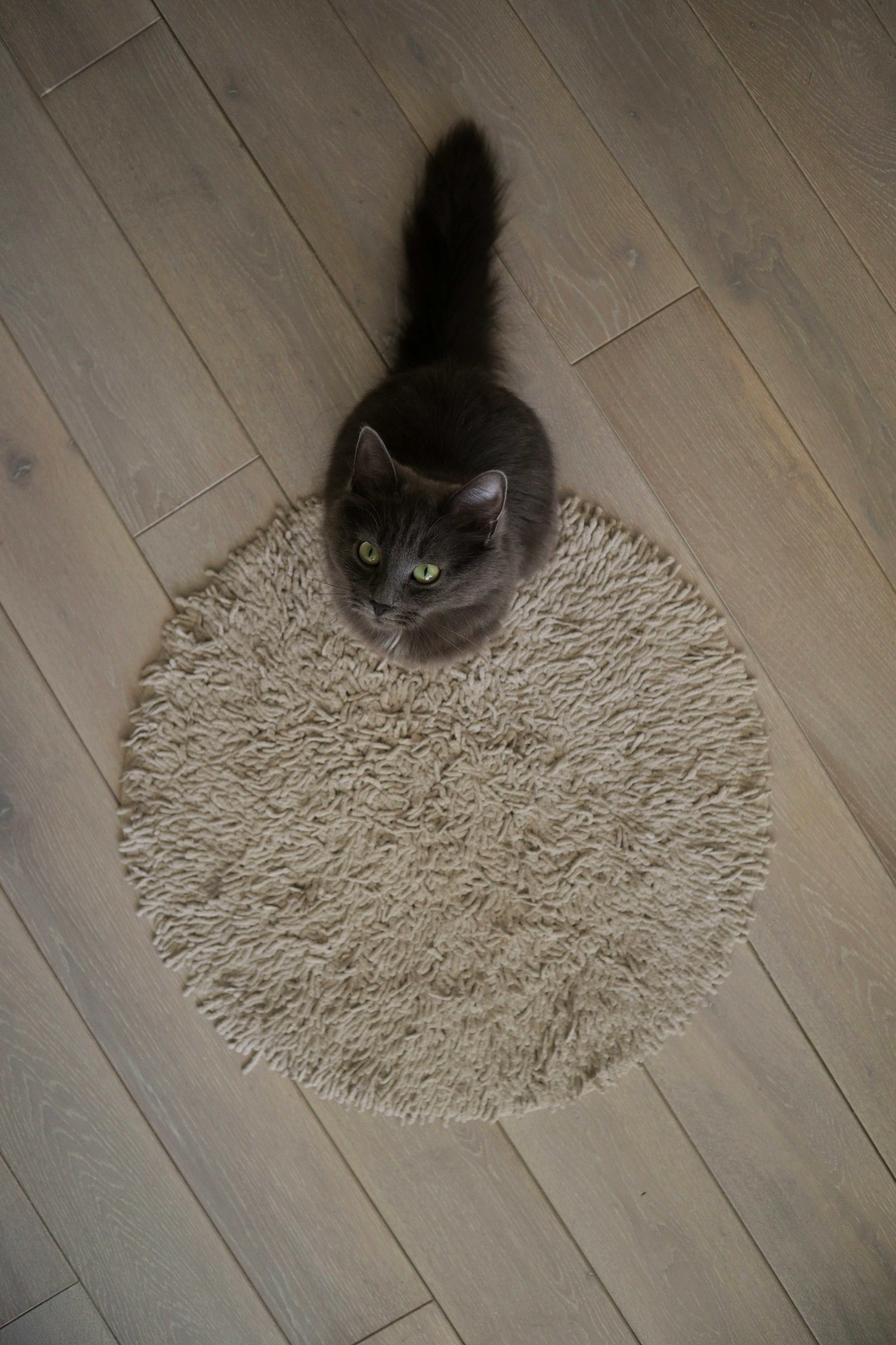 a cat is sitting on a rug on the floor