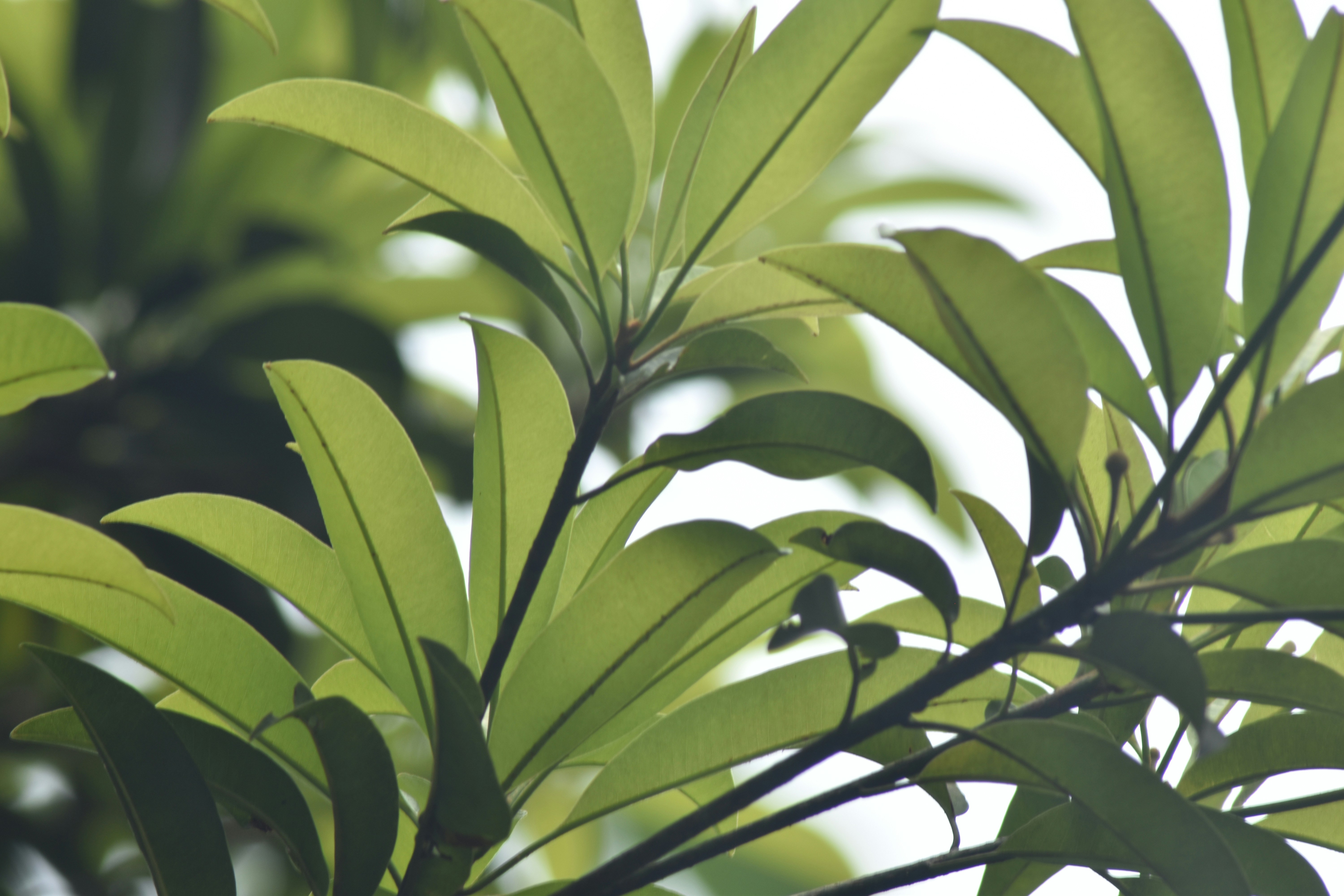 Photo by warungkangabuy1970