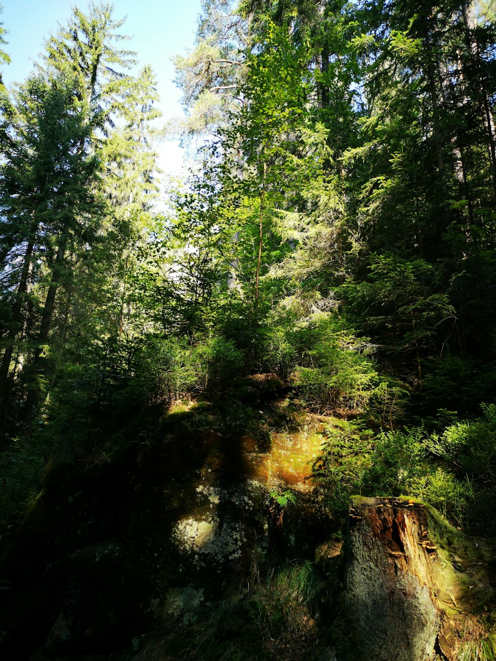 a forest filled with lots of tall trees