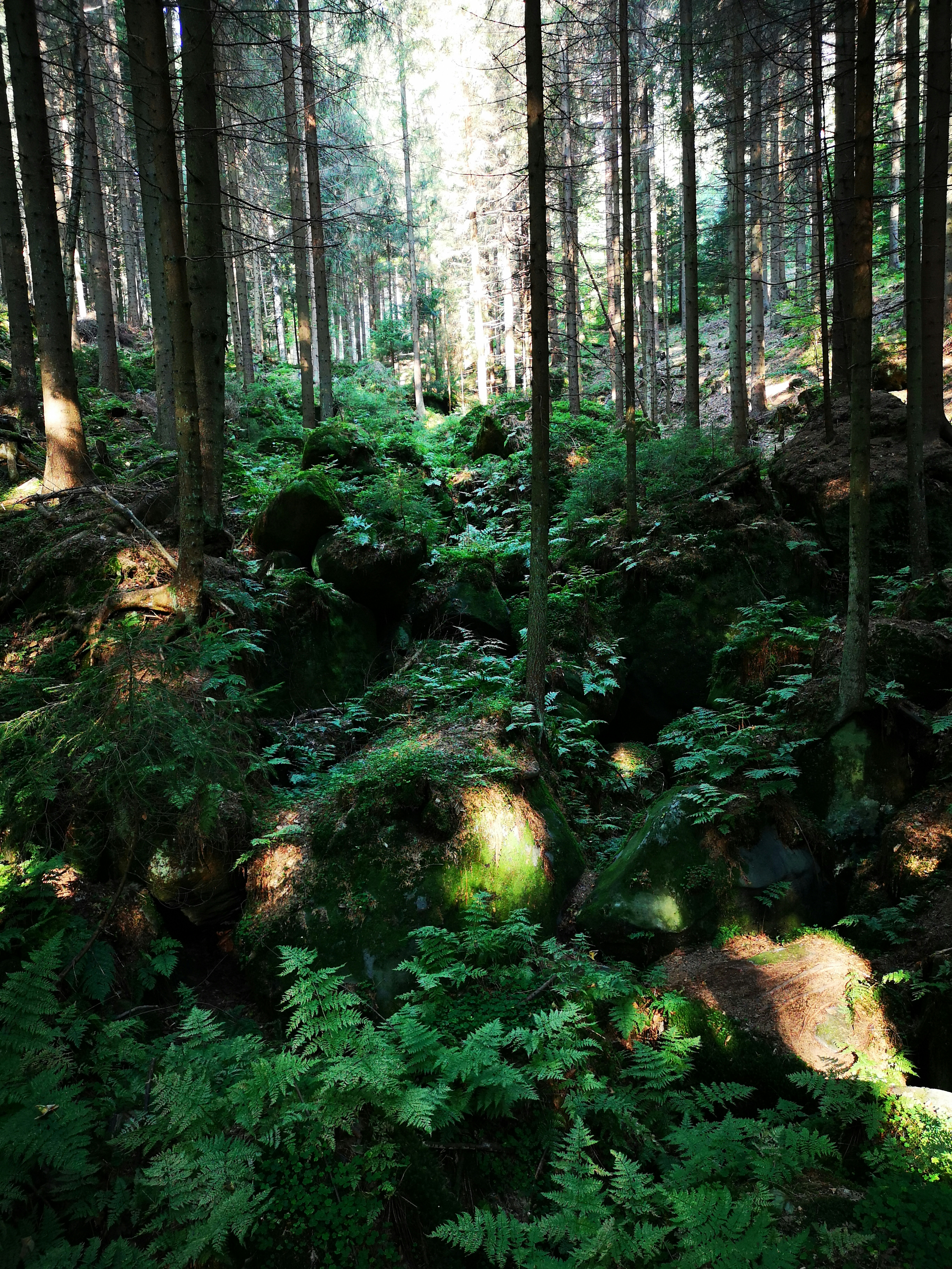 Photo by knuckles_echidna