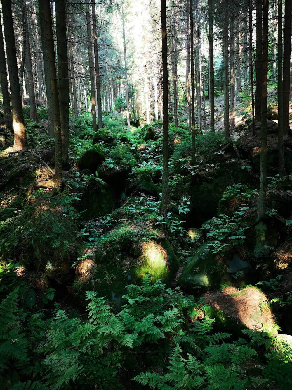 a lush green forest filled with lots of trees