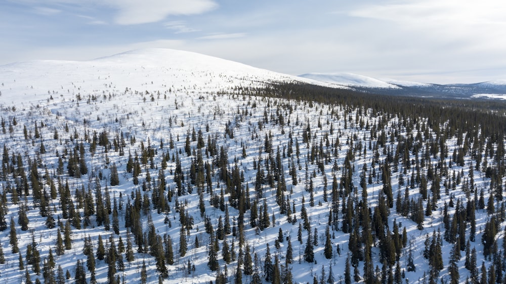 a snow covered mountain covered in lots of trees