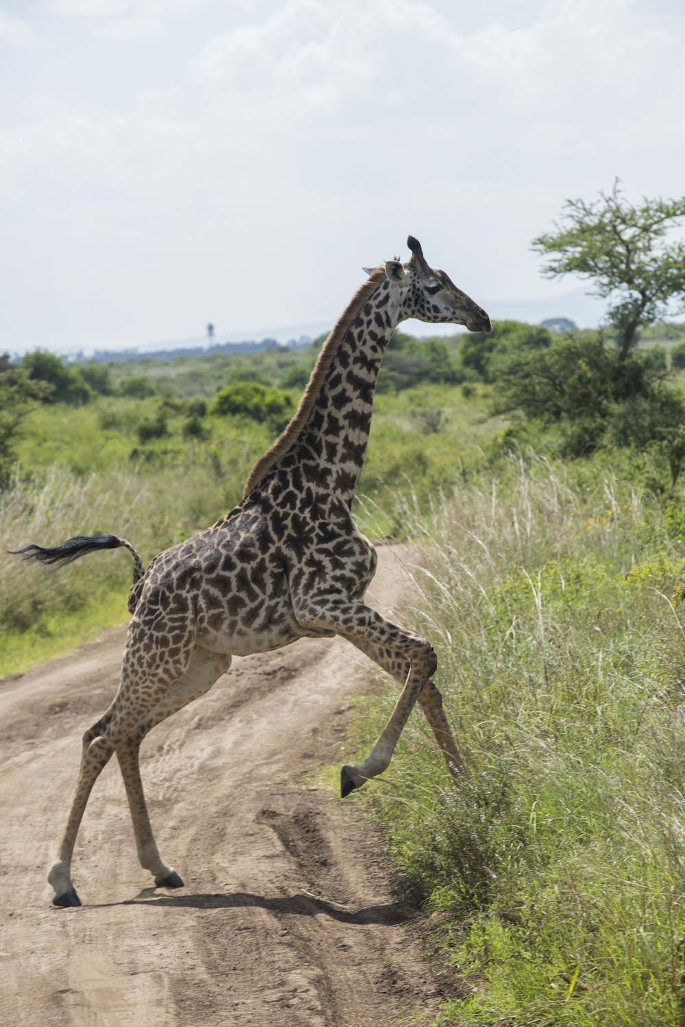 a giraffe is running across a dirt road