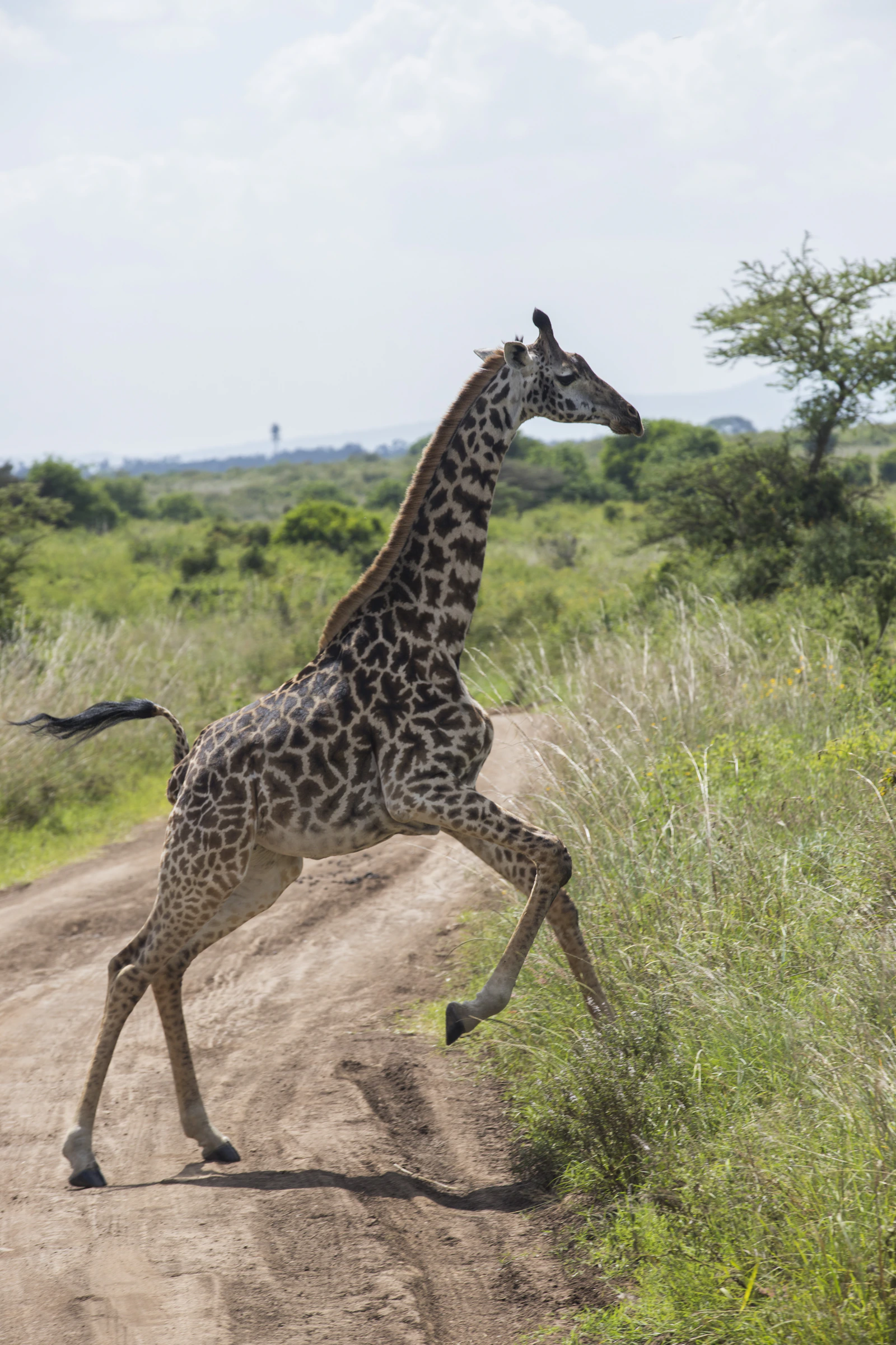 Giraffe crossing a road in Nairobi National Park