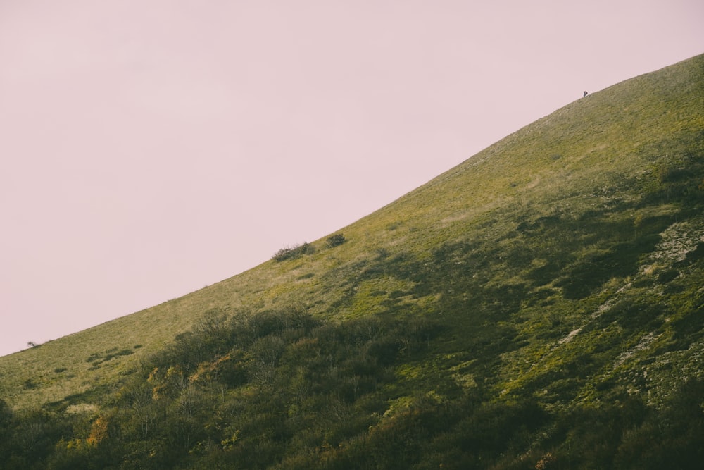 a grassy hill with a few trees on top of it