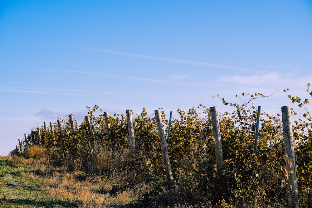 a row of wooden posts in a field