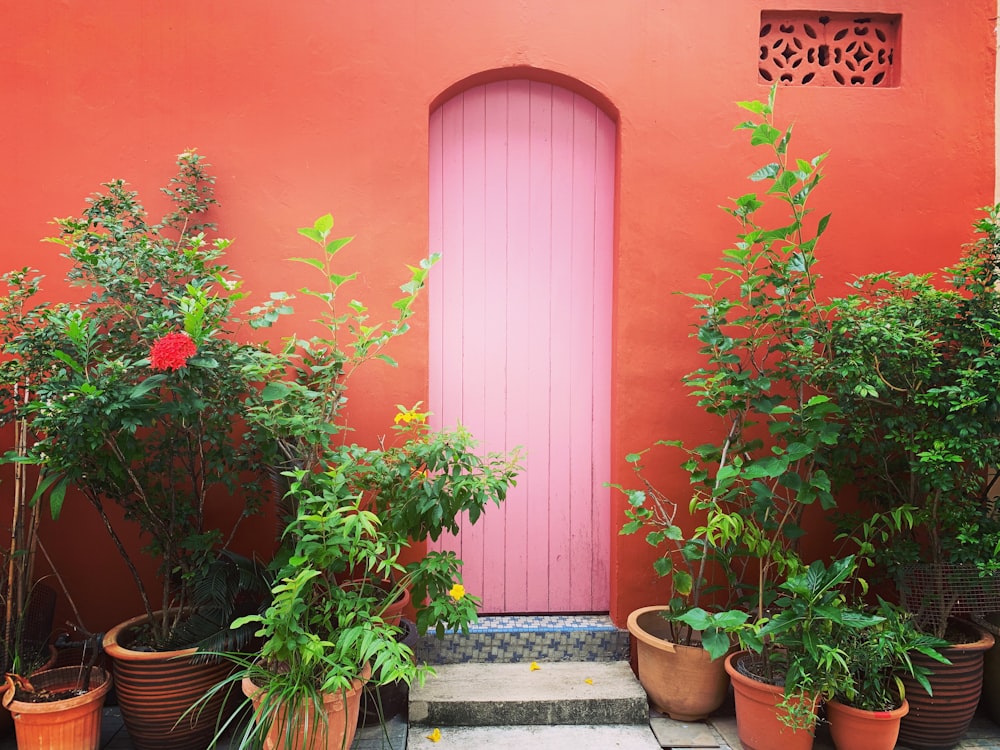 a pink door surrounded by potted plants