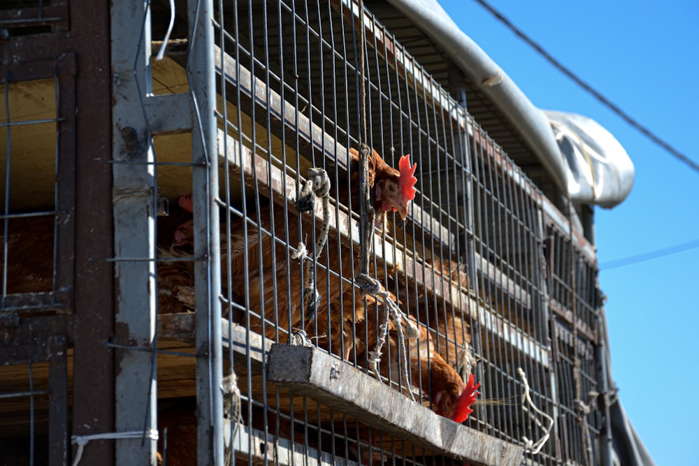 a group of chickens in a cage on the outside of a building