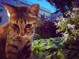 A curious tabby cat with a snug, handmade vest gazing at blooming flowers.