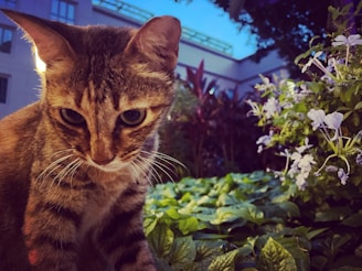 A curious tabby cat exploring a sunlit garden during a daily drop-in visit.