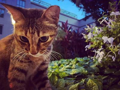 A curious tabby cat with a snug, handmade vest gazing at blooming flowers.