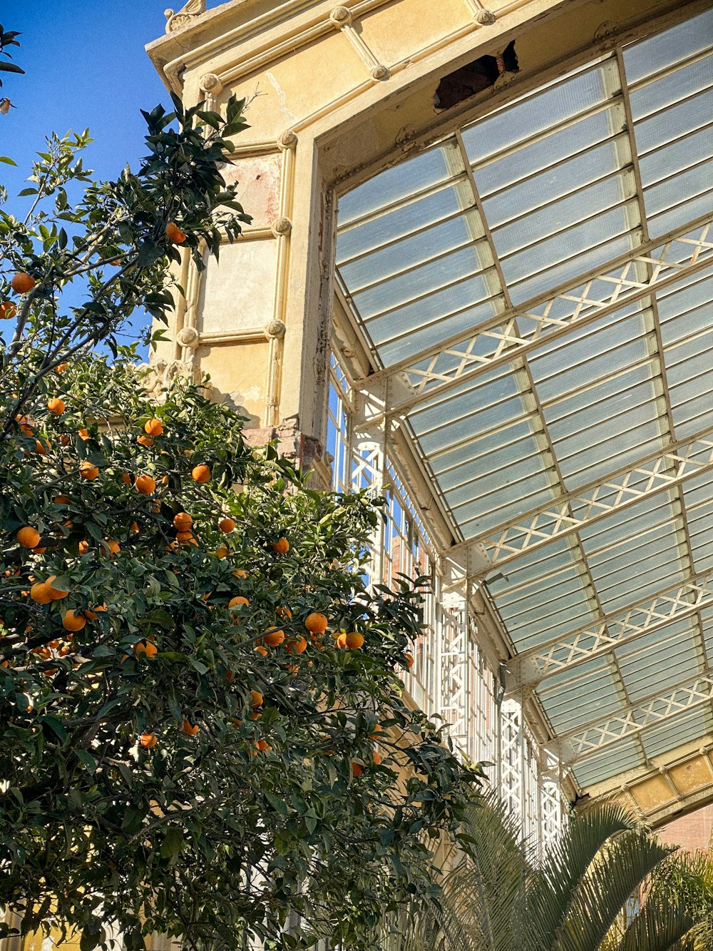 an orange tree in front of a building
