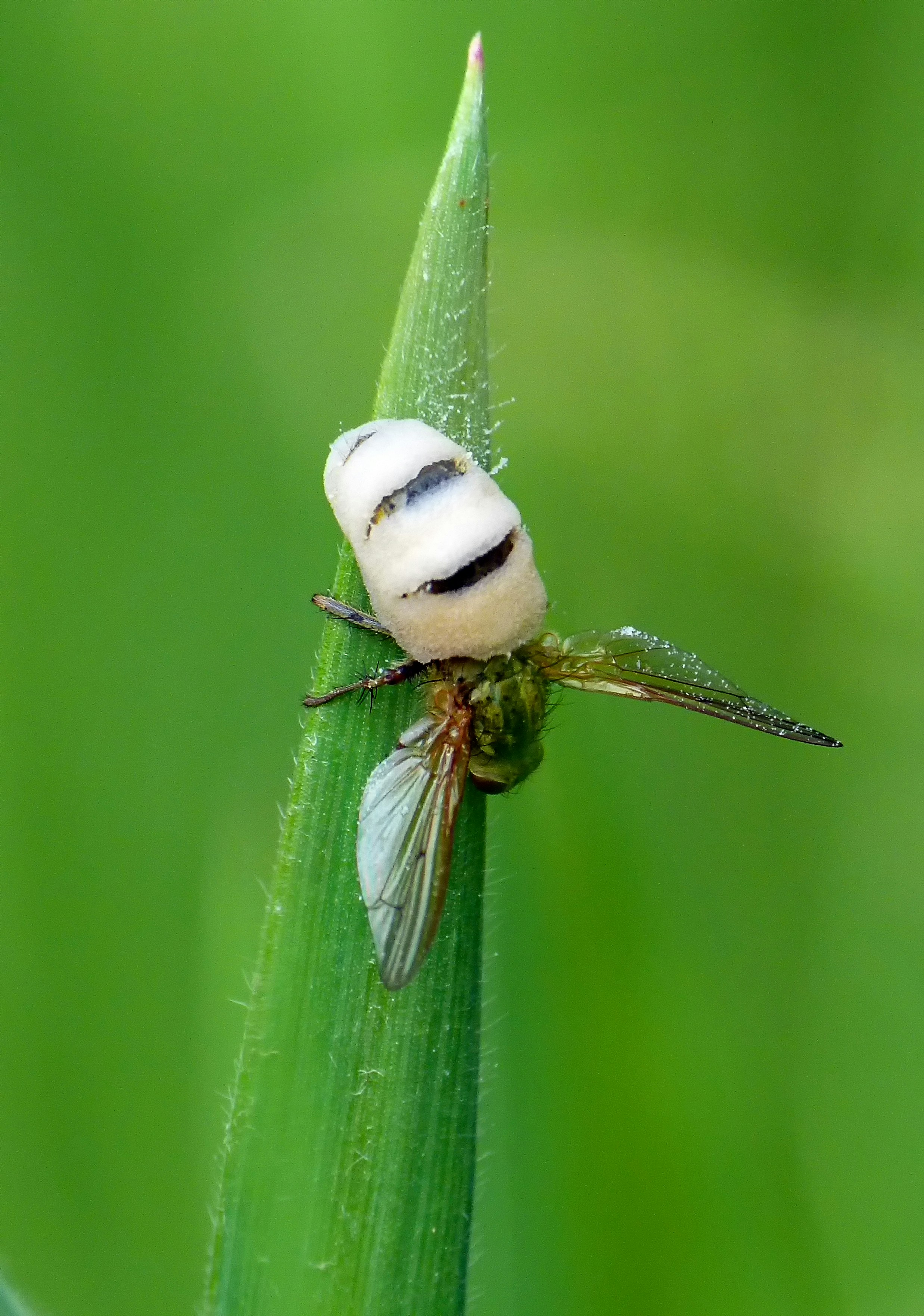 a bug sitting on top of a green leaf