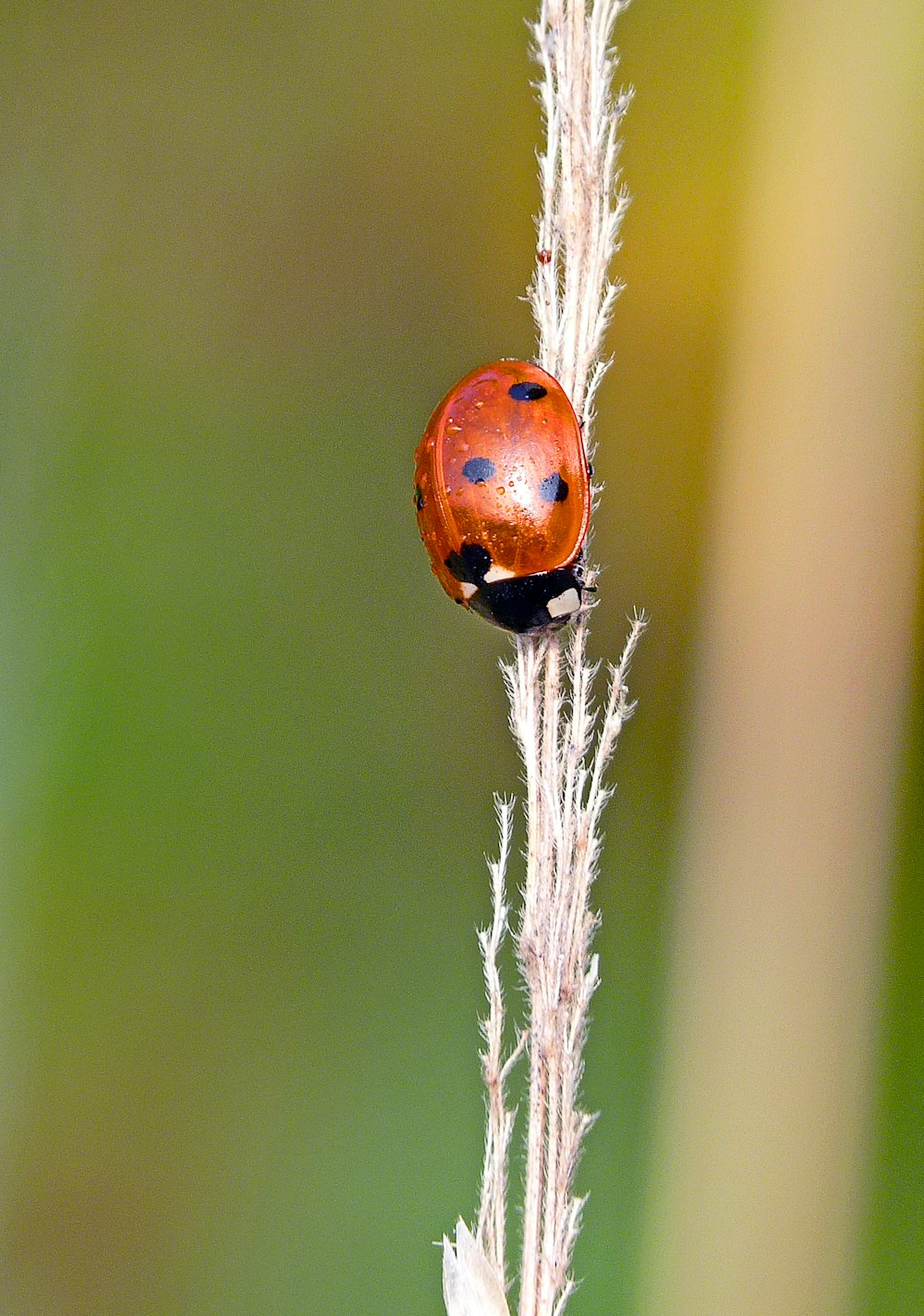 a lady bug sitting on top of a plant