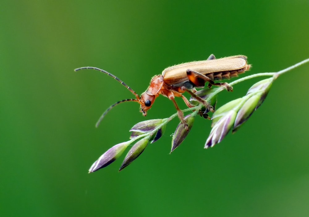 a bug sitting on top of a green plant