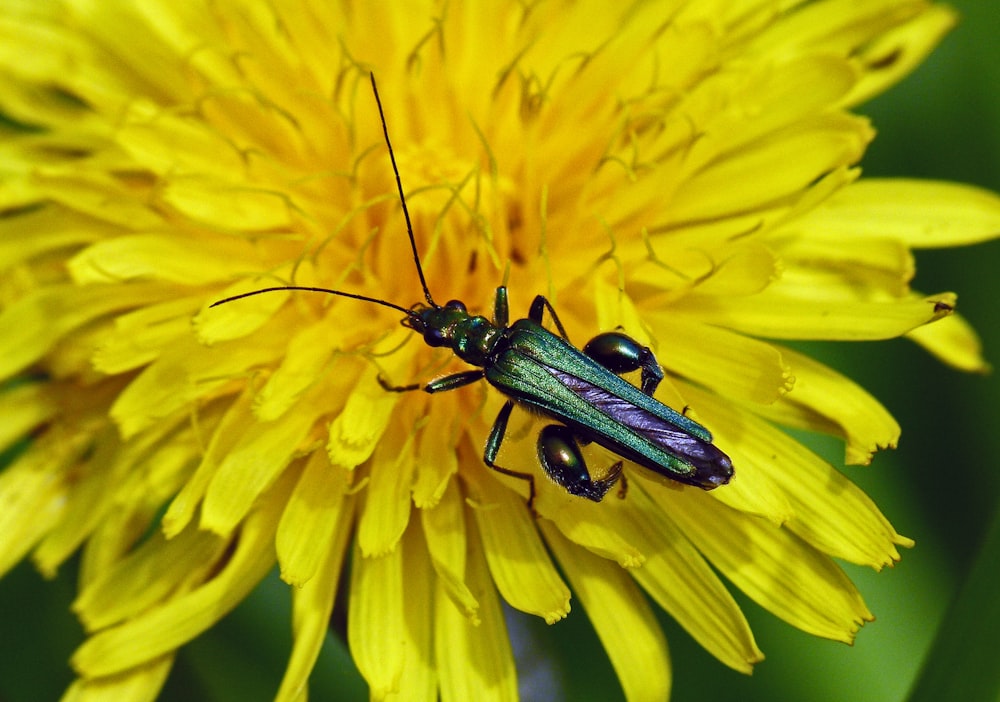a close up of a beetle on a flower