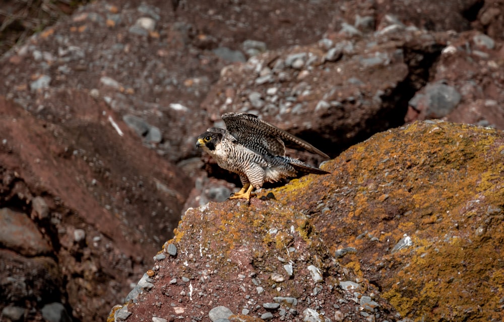 a bird sitting on a rock in the middle of a rocky area