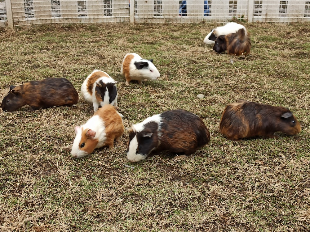 a group of small brown and white animals laying on top of a grass covered field