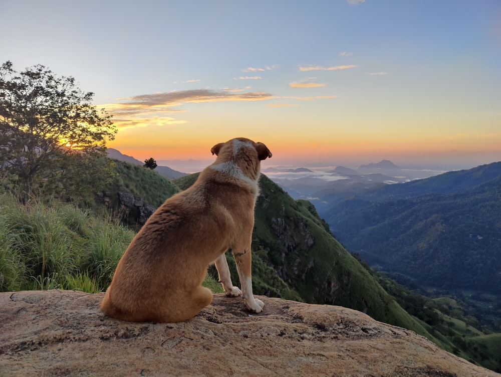 a dog sitting on top of a mountain at sunset