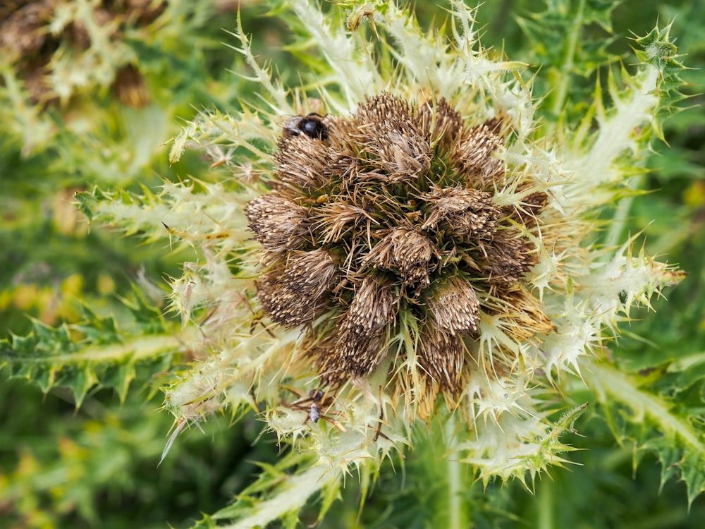 a close up of a plant with a bug on it