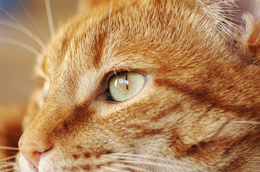 a close up of a cat's face with a blurry background