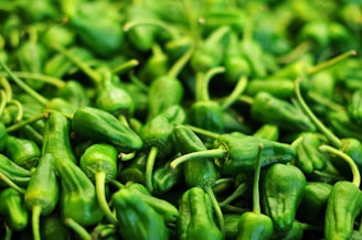 Close-up of fresh, glossy Padrón peppers freshly harvested in a Spanish field.