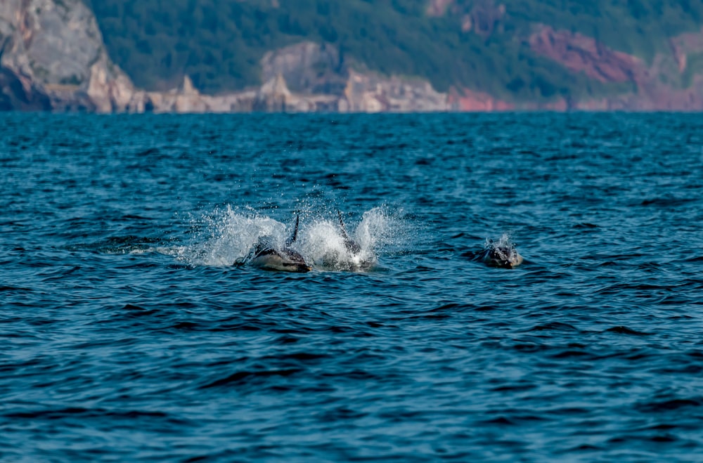 Un couple de dauphins nageant dans un grand plan d’eau