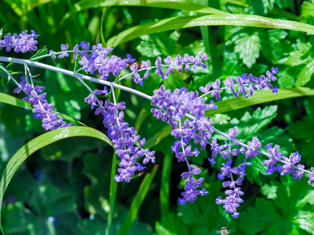 a bunch of purple flowers that are in the grass