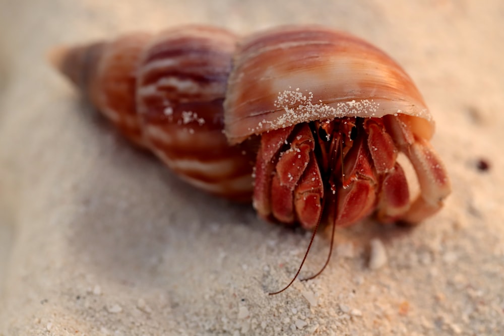 a close up of a jellyfish in the sand