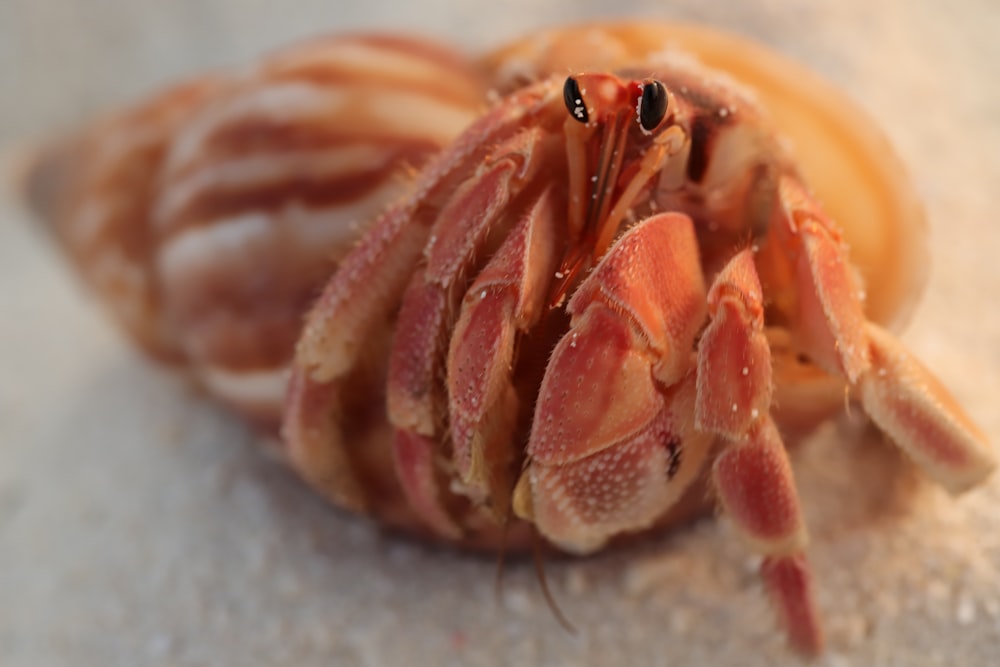 a close up of a crab on the ground