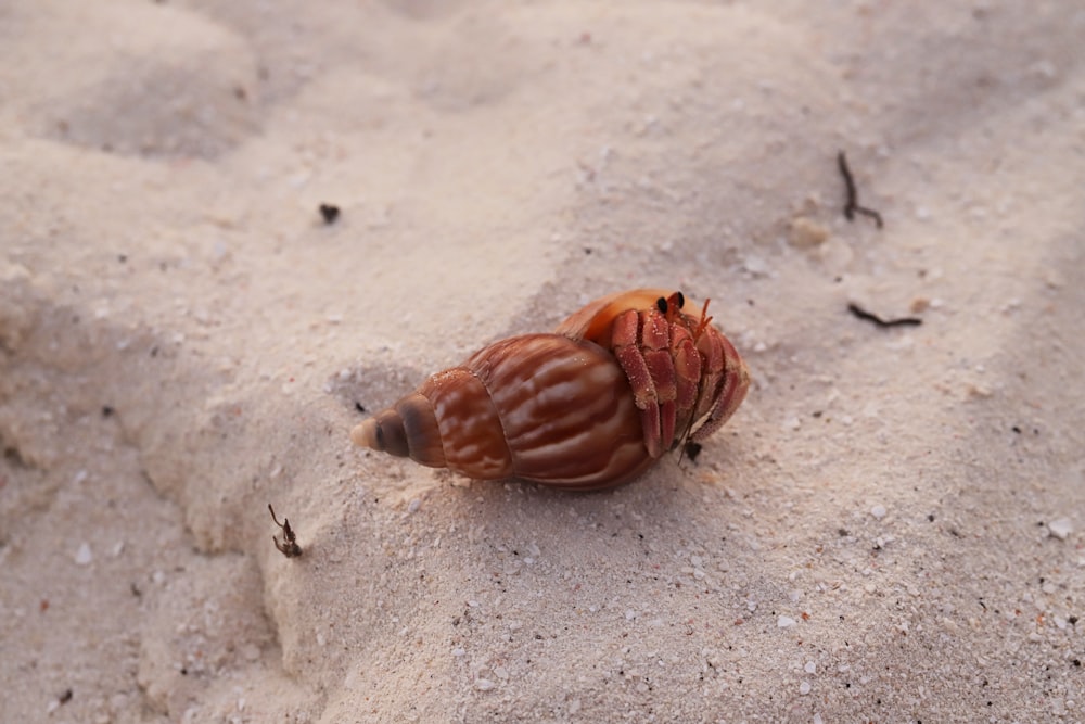 a small crab crawling on a sandy beach