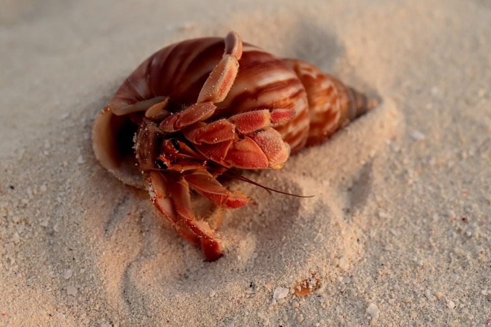 a close up of a shell in the sand