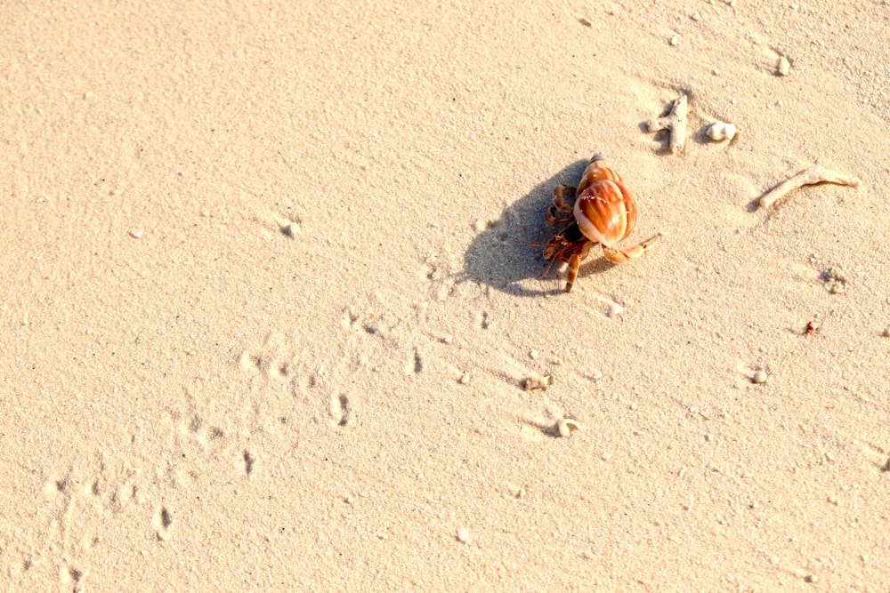 a shell on a sandy beach with footprints in the sand