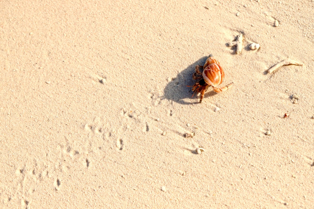 uma concha em uma praia de areia com pegadas na areia