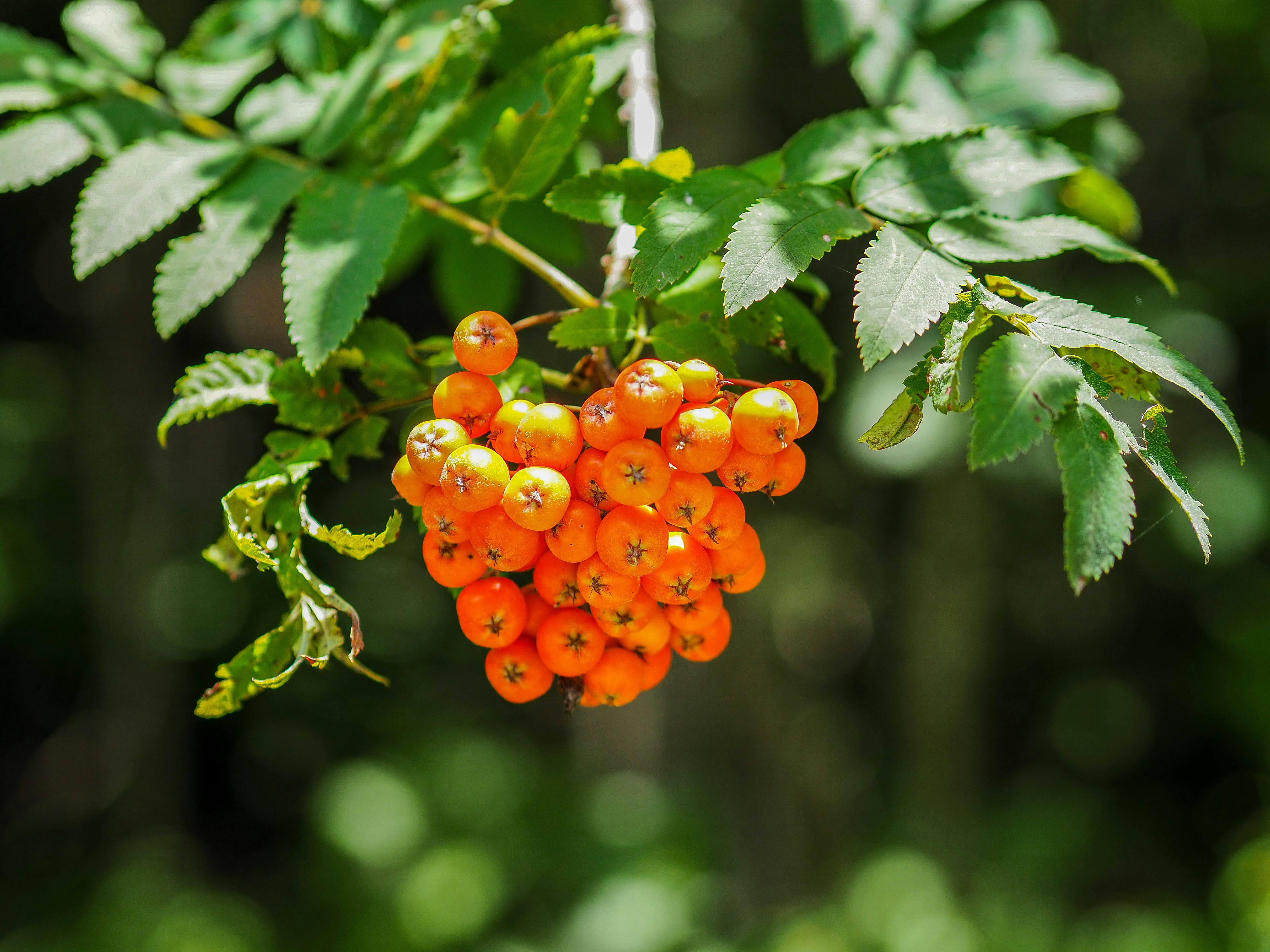 Photo by leonieseverine