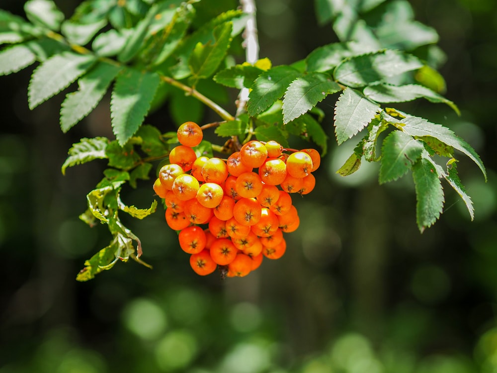 a bunch of orange berries hanging from a tree