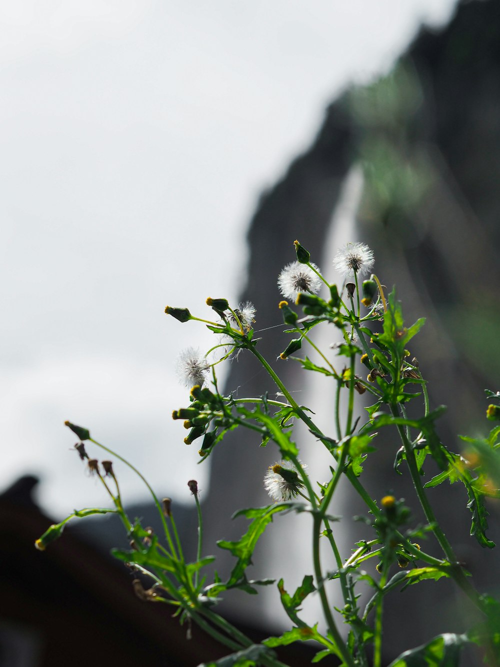 a close up of a plant with a mountain in the background