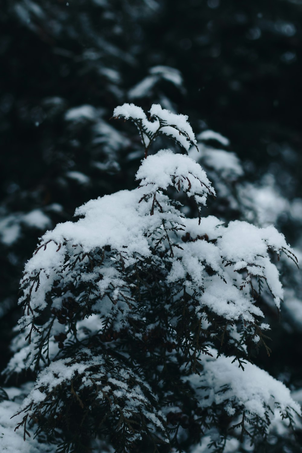 a pine tree covered in snow in a forest