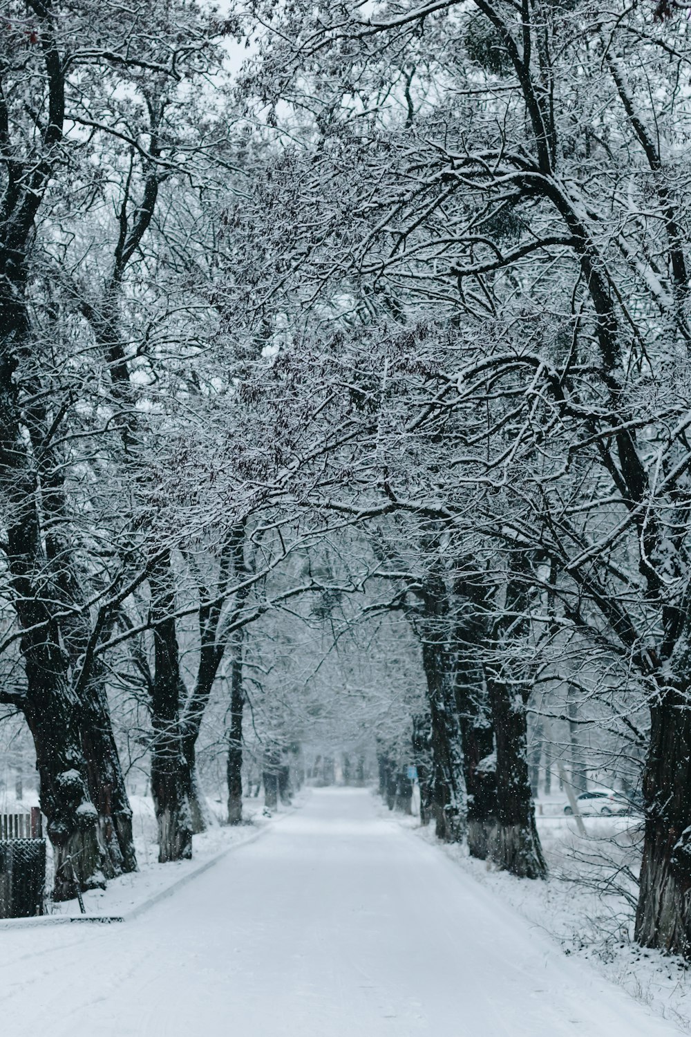 a snow covered road surrounded by trees