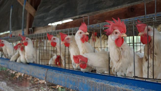 A large poultry farm with automated cages installed, showing rows of hens comfortably housed.