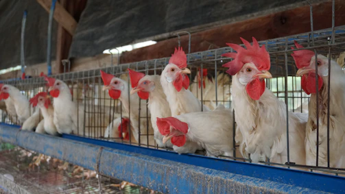 A large poultry farm with automated cages installed, showing rows of hens comfortably housed.
