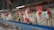 Several white chickens with red combs are standing inside a metal cage in a row. They are positioned side by side, showing limited space. The background includes a wooden structure of a typical poultry farm setup.