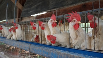 Several white chickens with red combs are standing inside a metal cage in a row. They are positioned side by side, showing limited space. The background includes a wooden structure of a typical poultry farm setup.