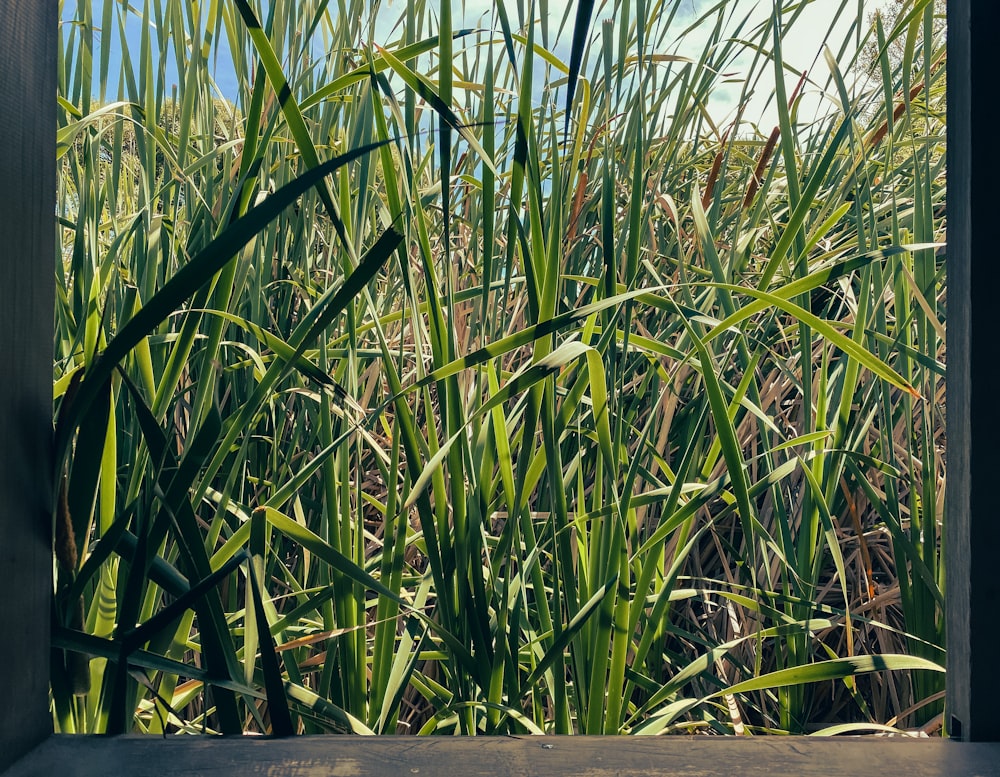 a view of a field of tall green grass