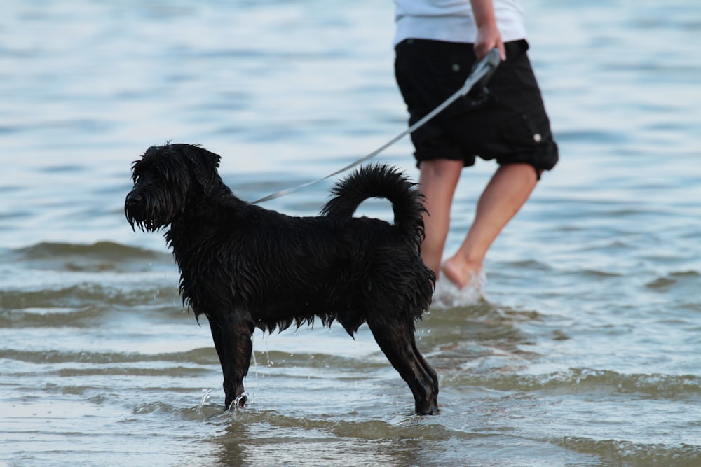 a black dog standing on top of a beach next to a person