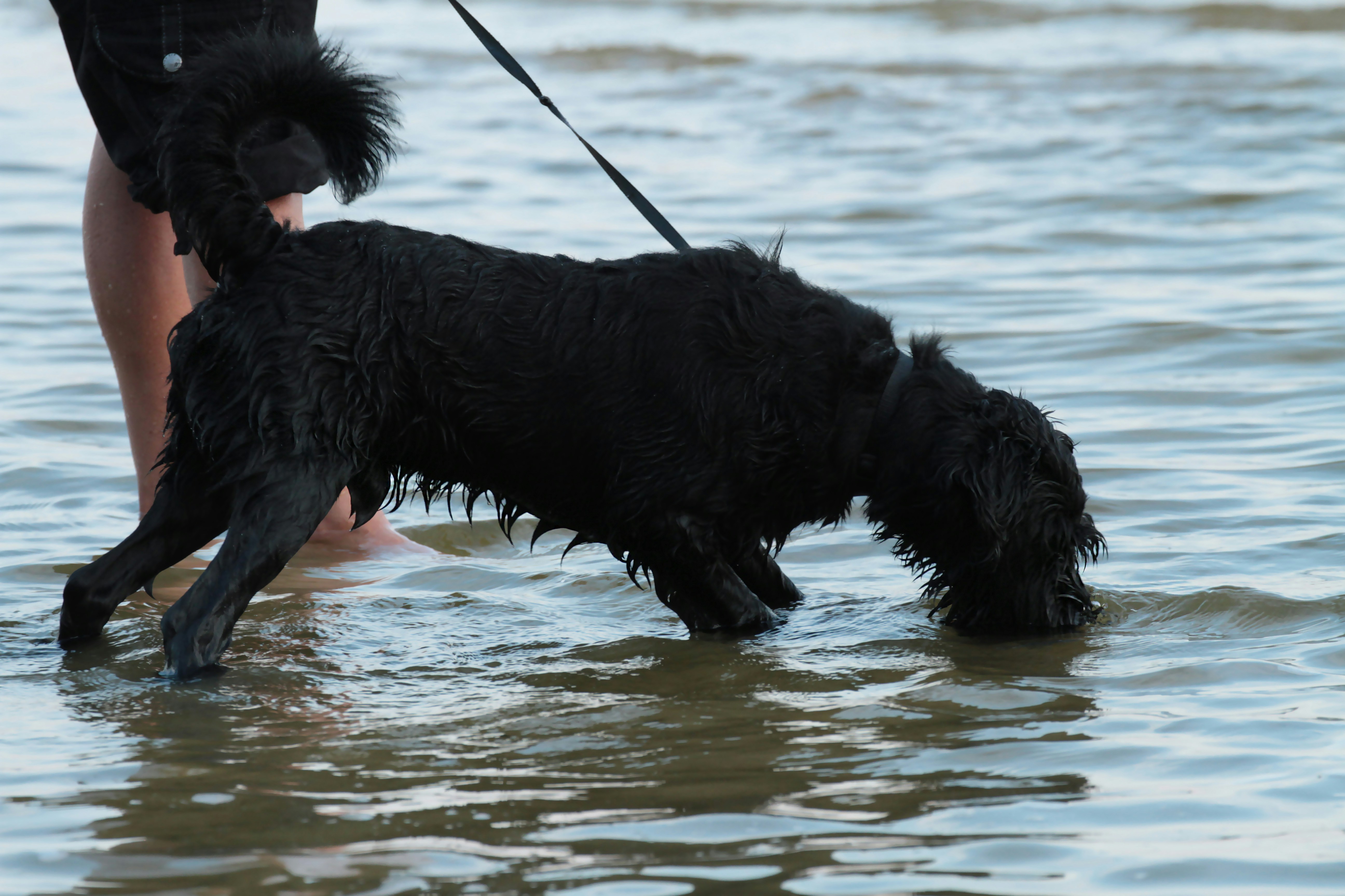 a dog playing in the water