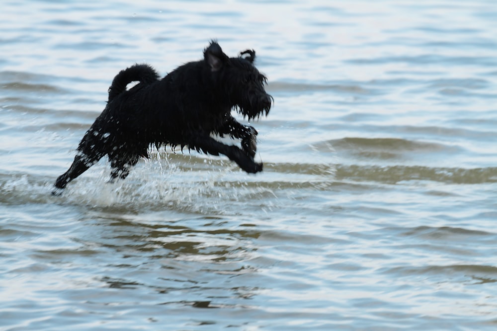 a dog jumping into the water to catch a frisbee