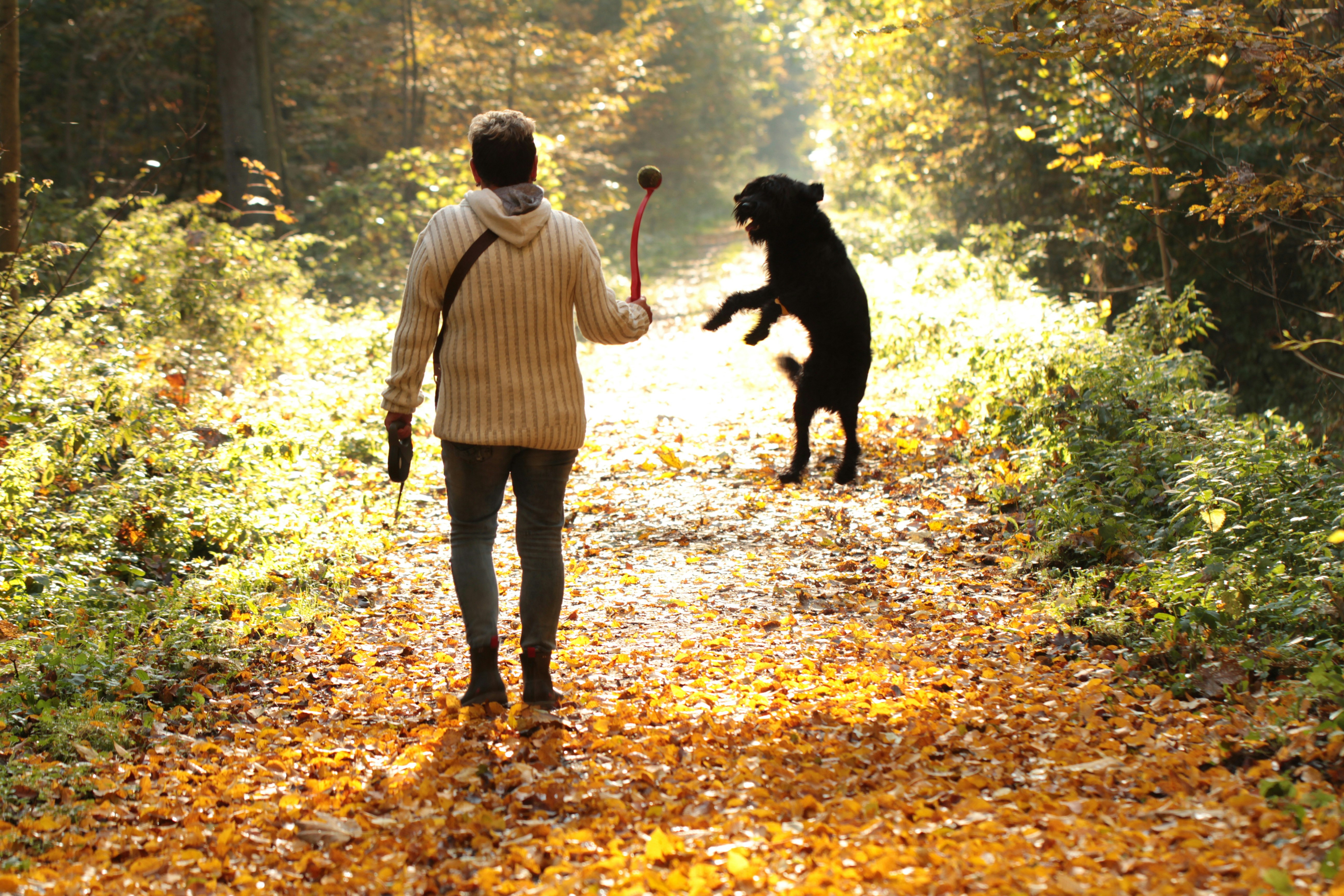 El Futuro del Adiestramiento Canino en Lima con Dog Coach Expert