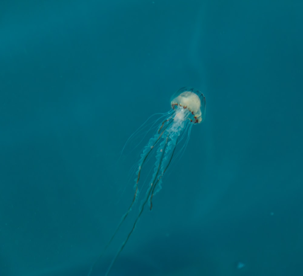 une méduse flottant dans l’eau avec sa tête au-dessus de l’eau